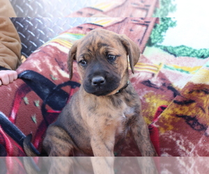 Boxador-Labrador Retriever Mix Puppy for sale in SHILOH, OH, USA