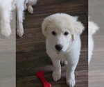 Small #4 Great Pyrenees