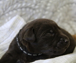 Puppy Mercer Labrador Retriever