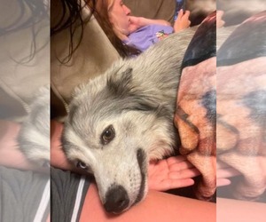 Siberian Husky-Unknown Mix Dogs for adoption in Germantown, OH, USA