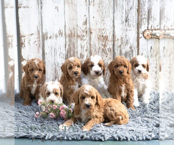 Medium Photo #2 Goldendoodle (Miniature) Puppy For Sale in SUNBURY, PA, USA