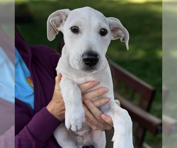 Medium Photo #9 Border Collie-Unknown Mix Puppy For Sale in San Diego, CA, USA