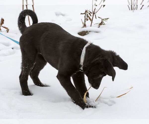 Medium Photo #2 Shepradors Puppy For Sale in Princeton, MN, USA