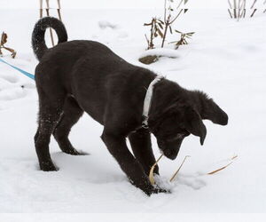 Lydia - Female Shepradors Dog for Adoption - Photo #2