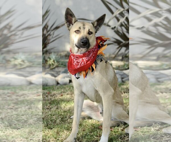 Medium Photo #1 Australian Kelpie-Unknown Mix Puppy For Sale in Dana Point, CA, USA