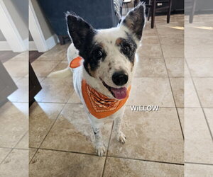 Mutt Dogs for adoption in Garden City, NY, USA