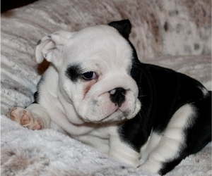 Bulldog Puppy for sale in GOODLAND, KS, USA