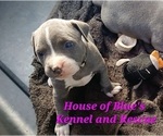 Small Photo #12 American Pit Bull Terrier Puppy For Sale in DELAWARE, OH, USA