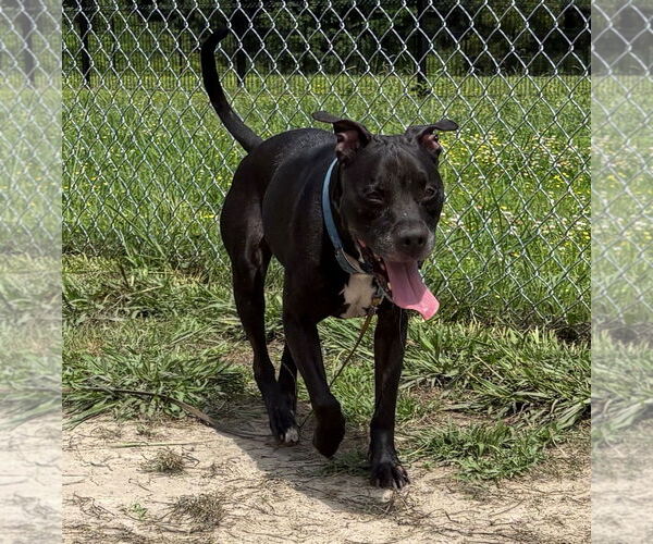 Medium Photo #3 Labrador Retriever Puppy For Sale in Virginia Beach, VA, USA