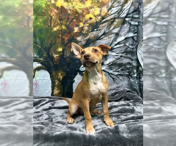 Medium Photo #3 American Pit Bull Terrier-Unknown Mix Puppy For Sale in Wetumpka, AL, USA