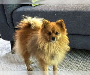Pomeranian Dogs for adoption in St. Louis Park, MN, USA