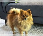 Small Pomeranian