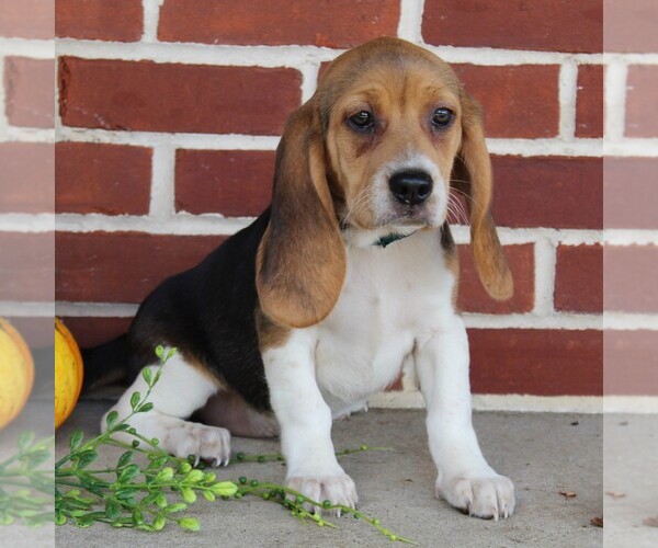 Medium Photo #1 Beagle Puppy For Sale in RICHLAND, PA, USA