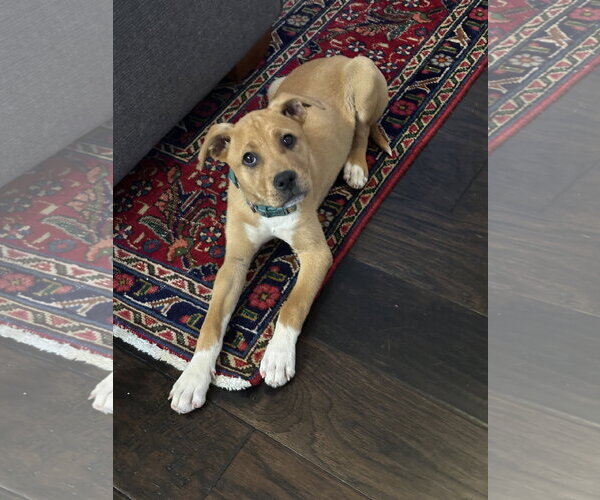 Medium Photo #3 Mutt Puppy For Sale in Holly Springs, NC, USA