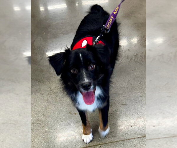 Medium Photo #3 Australian Shepherd-Unknown Mix Puppy For Sale in Fairfax, VA, USA