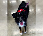 Small #2 Australian Shepherd Mix