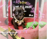 Small Photo #13 French Bulldog Puppy For Sale in ATHENS, GA, USA
