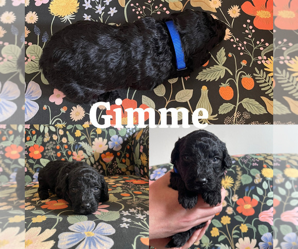 Medium Photo #2 Goldendoodle (Miniature) Puppy For Sale in NASHVILLE, TN, USA