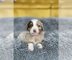 Miniature American Shepherd Puppy for sale in HOLLAND, MI, USA
