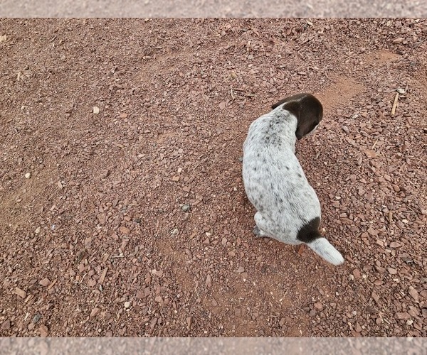 Medium Photo #6 German Shorthaired Pointer Puppy For Sale in EVANSVILLE, WY, USA