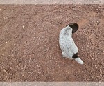 Small Photo #62 German Shorthaired Pointer Puppy For Sale in EVANSVILLE, WY, USA