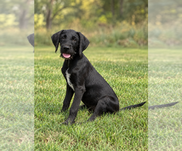 Medium Photo #1 Miniature Labradoodle Puppy For Sale in PIPE CREEK, TX, USA