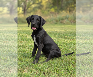 Miniature Labradoodle Dogs for adoption in PIPE CREEK, TX, USA