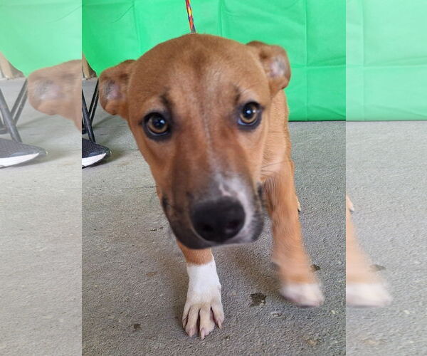 Medium Photo #3 American Pit Bull Terrier-Basset Hound Mix Puppy For Sale in Wetumpka, AL, USA