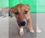 Small #2 American Pit Bull Terrier-Basset Hound Mix