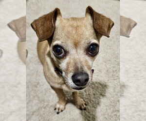 Chihuahua Dogs for adoption in St. Louis Park, MN, USA