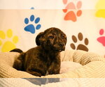 Small #1 Great Pyrenees Mix