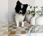 Small #6 Pomeranian