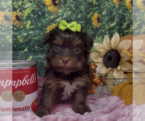 Medium Photo #1 Shorkie Tzu Puppy For Sale in SELLERSBURG, IN, USA