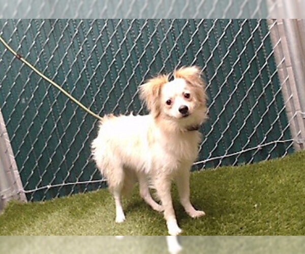 Medium Photo #1 Pomeranian-Unknown Mix Puppy For Sale in Downey, CA, USA