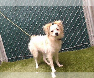 Pomeranian-Unknown Mix Dogs for adoption in Downey, CA, USA