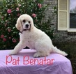 Small Photo #3 Poodle (Standard) Puppy For Sale in CHARLESTON, SC, USA
