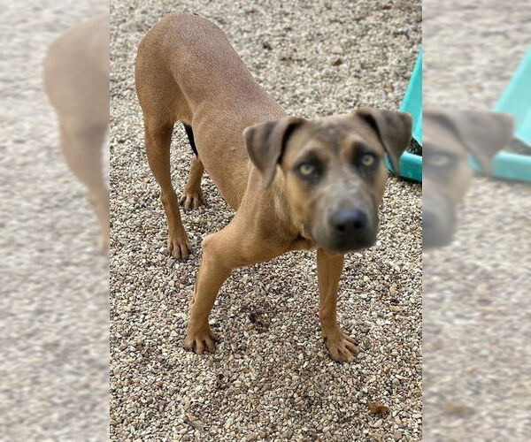 Medium Photo #2 Mountain Cur-Unknown Mix Puppy For Sale in Oakhurst, NJ, USA