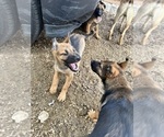 Small Photo #1 Belgian Malinois Puppy For Sale in AUSTIN, TX, USA