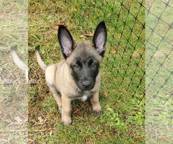 Medium Photo #5 German Shepherd Dog-Unknown Mix Puppy For Sale in Seattle, WA, USA