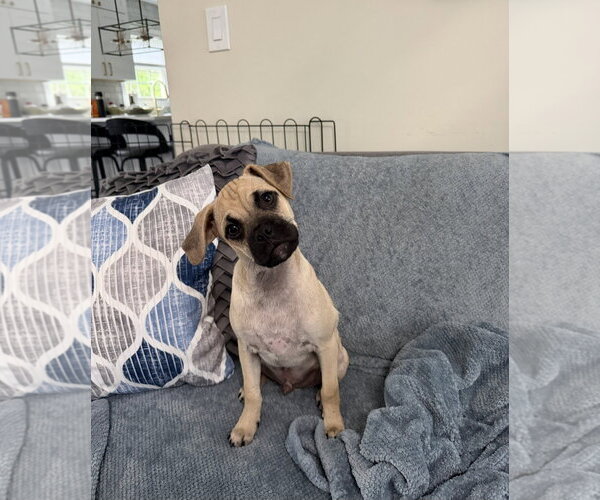 Medium Photo #2 Pug-Unknown Mix Puppy For Sale in Morganville, NJ, USA