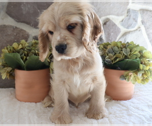 Cocker Spaniel Puppy for sale in HONEY BROOK, PA, USA