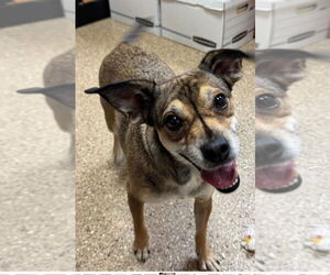 Mutt Dogs for adoption in Great Bend, KS, USA