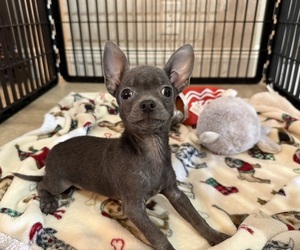 Chihuahua Puppy for sale in WEBSTER, FL, USA