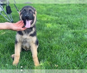 German Shepherd Dog Puppy for sale in LANCASTER, PA, USA