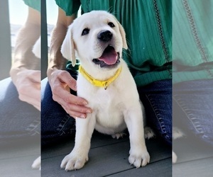 Labrador Retriever Puppy for sale in AURORA, CO, USA