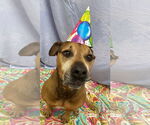 Small #10 Bullmastiff-German Shepherd Dog Mix
