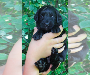 English Cream Golden Retriever-Poodle (Miniature) Mix Puppy for sale in GOLDEN, CO, USA