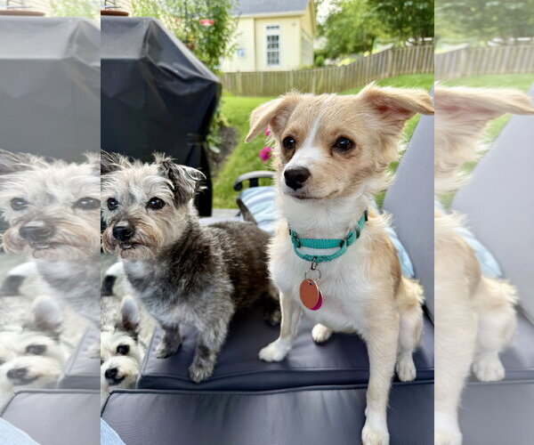 Medium Photo #4 Chihuahua-Unknown Mix Puppy For Sale in Arlington, VA, USA