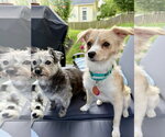 Small #3 Chihuahua Mix