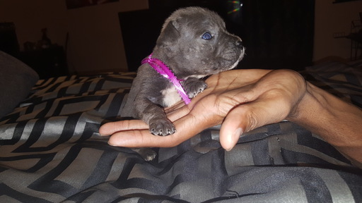 Medium Photo #1 Cane Corso Puppy For Sale in LITHIA SPRINGS, GA, USA